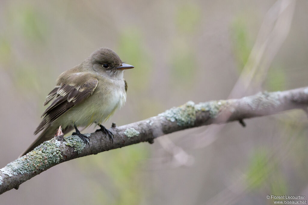 Eastern Wood Pewee