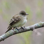 Eastern Wood Pewee