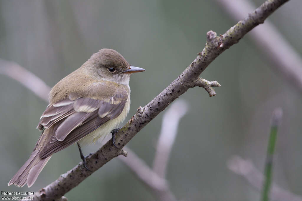 Eastern Wood Peweeadult, pigmentation