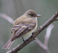 Eastern Wood Pewee