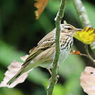 Pipit à dos olive