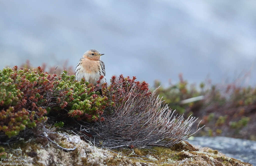 Pipit à gorge rousse mâle adulte nuptial, habitat, pigmentation