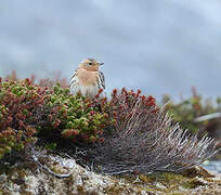 Red-throated Pipit