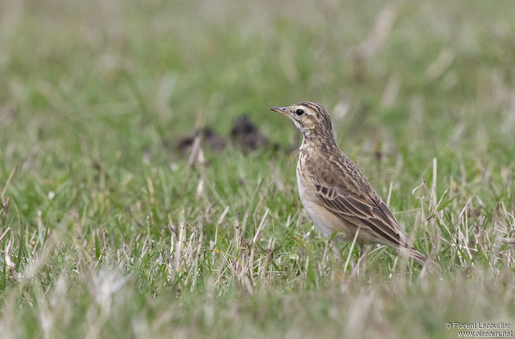 Pipit africain