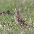 Pipit africain