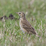 Pipit africain