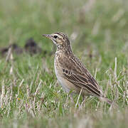 African Pipit