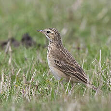 Pipit africain