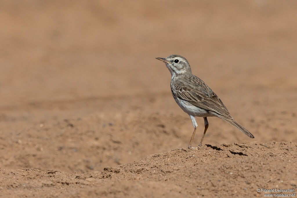 Pipit de Berthelot