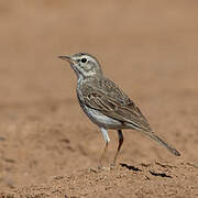 Berthelot's Pipit