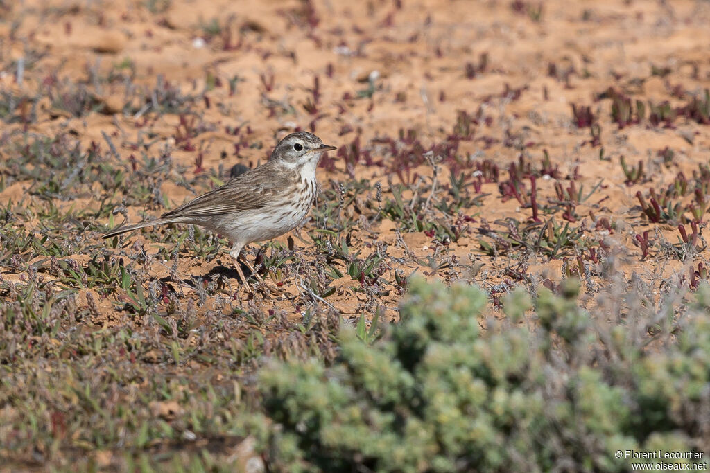 Pipit de Berthelot