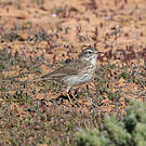 Pipit de Berthelot