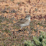 Berthelot's Pipit