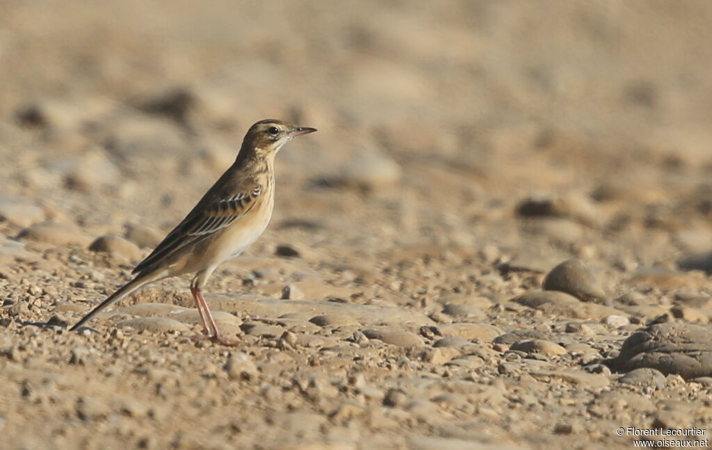 Richard's Pipit