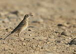 Pipit de Richard