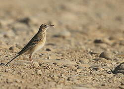 Richard's Pipit