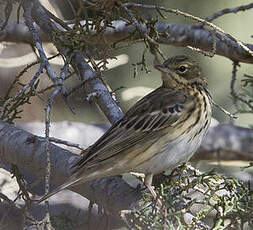 Pipit des arbres