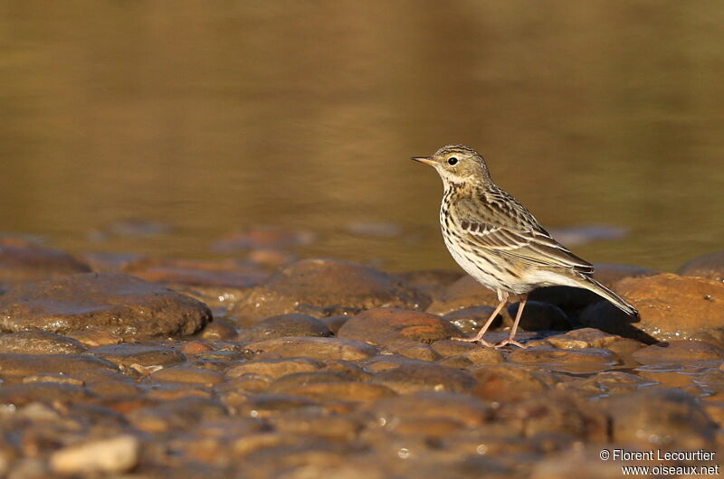 Pipit farlouse