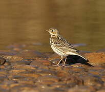 Meadow Pipit