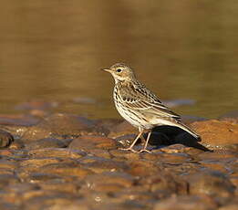 Pipit farlouse