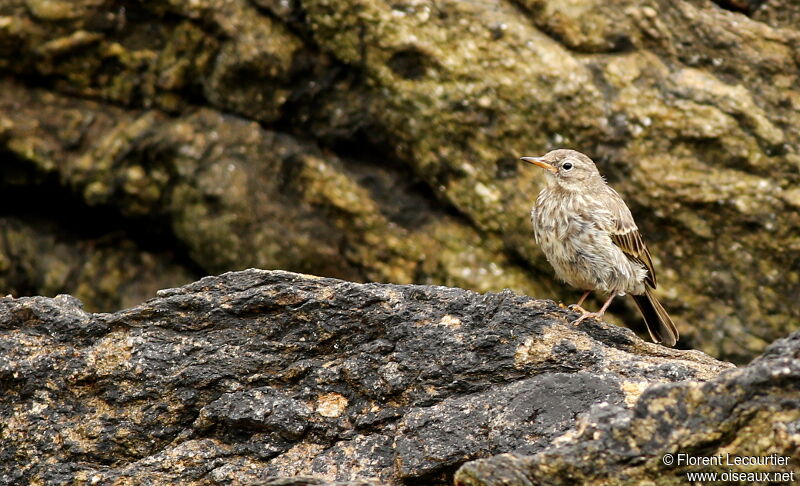 Eurasian Rock Pipit