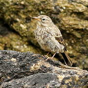 European Rock Pipit