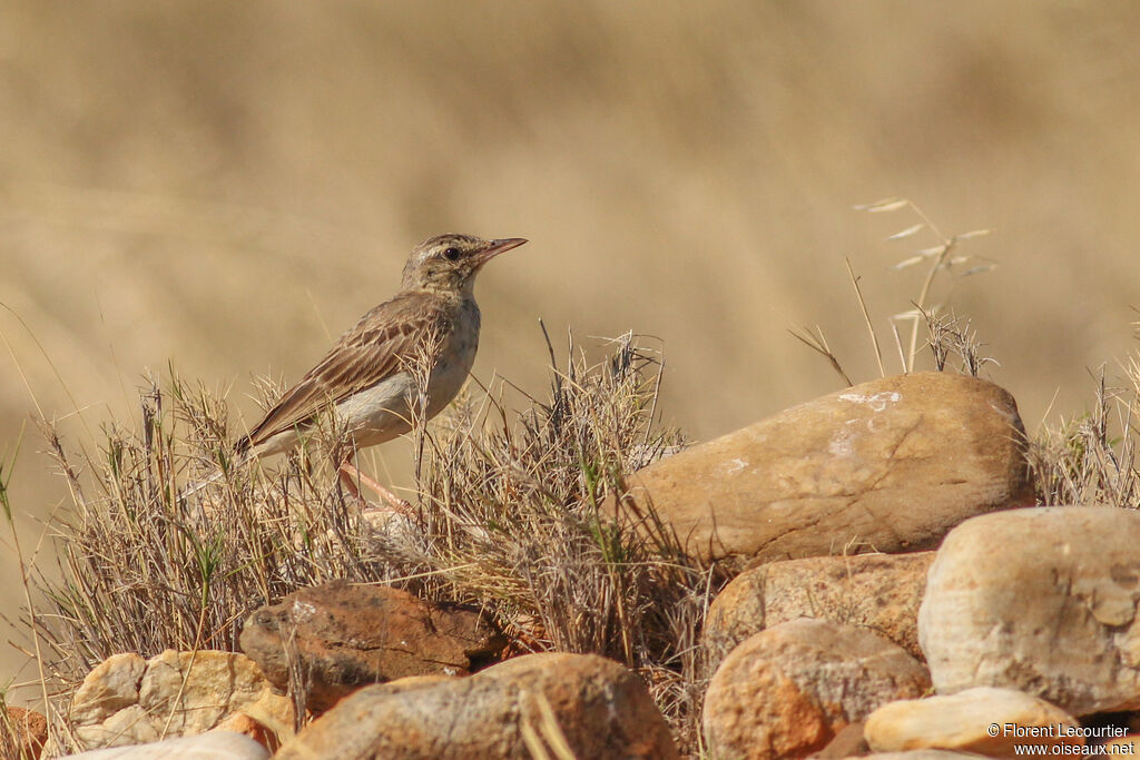 Pipit rousseline