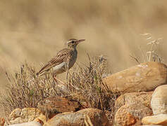 Tawny Pipit