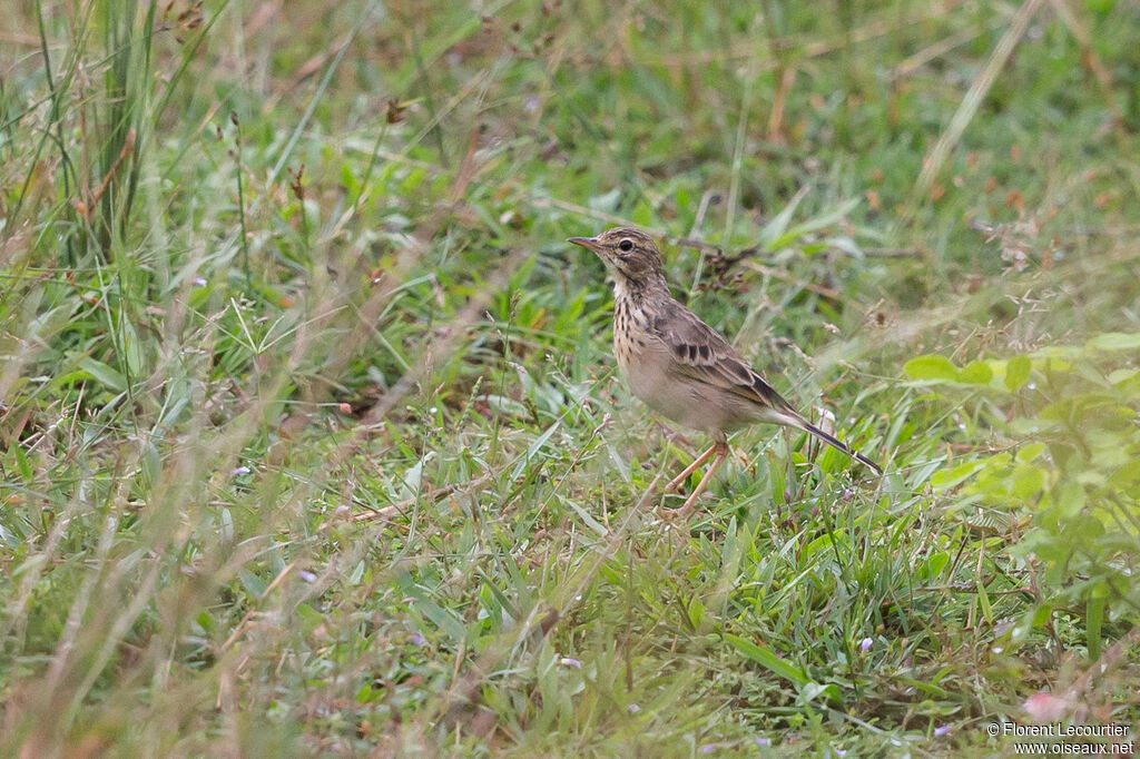 Paddyfield Pipit