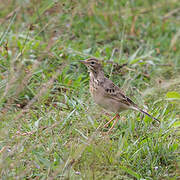 Paddyfield Pipit