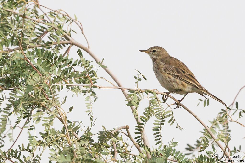 Water Pipit