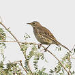 Pipit spioncelle