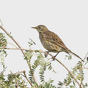 Water Pipit