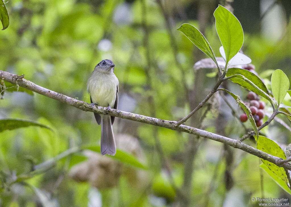 Slaty-capped Flycatcher