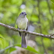 Slaty-capped Flycatcher