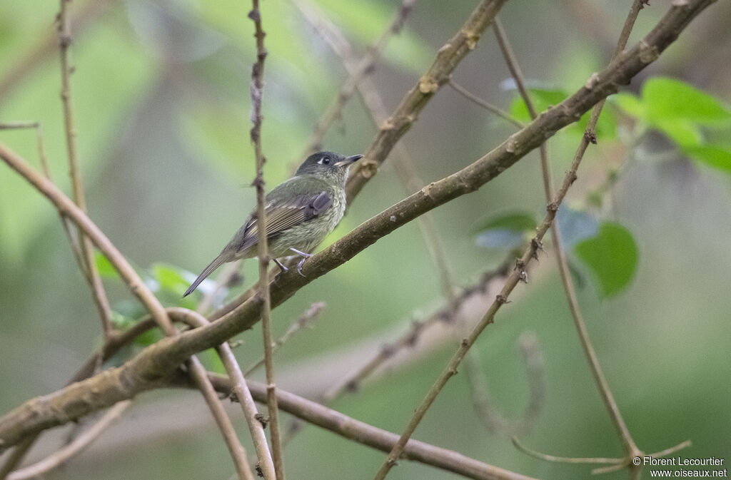 Streak-necked Flycatcher