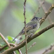 Streak-necked Flycatcher