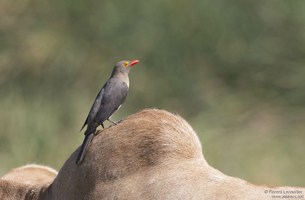 Red-billed Oxpecker