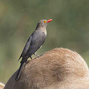 Red-billed Oxpecker