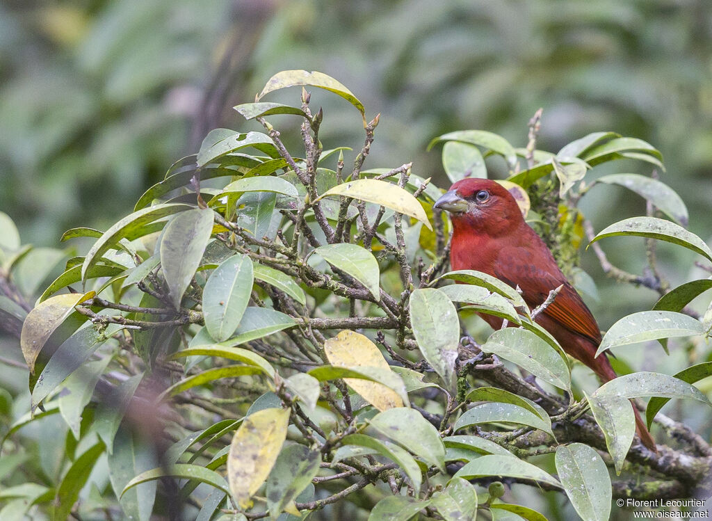 Tooth-billed Tanager male