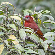 Tooth-billed Tanager