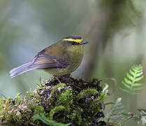 Yellow-bellied Chat-Tyrant