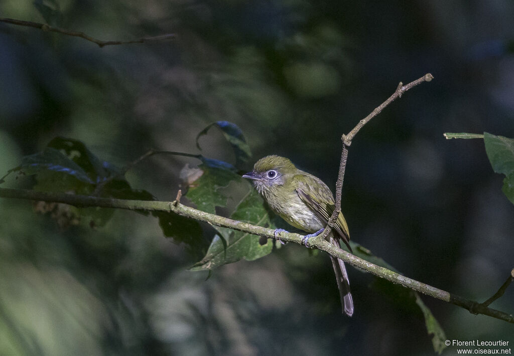 Eye-ringed Flatbill