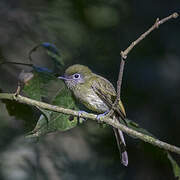 Eye-ringed Flatbill