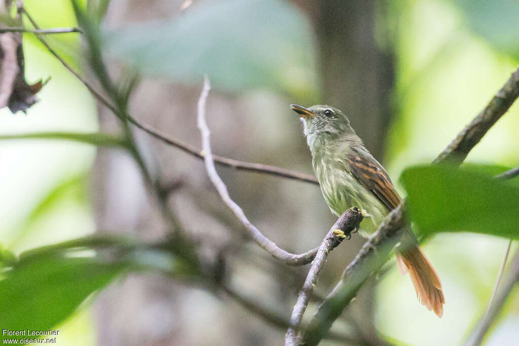 Rufous-tailed Flatbilladult, identification