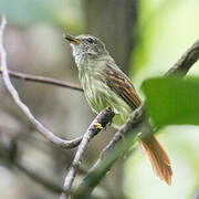 Rufous-tailed Flatbill