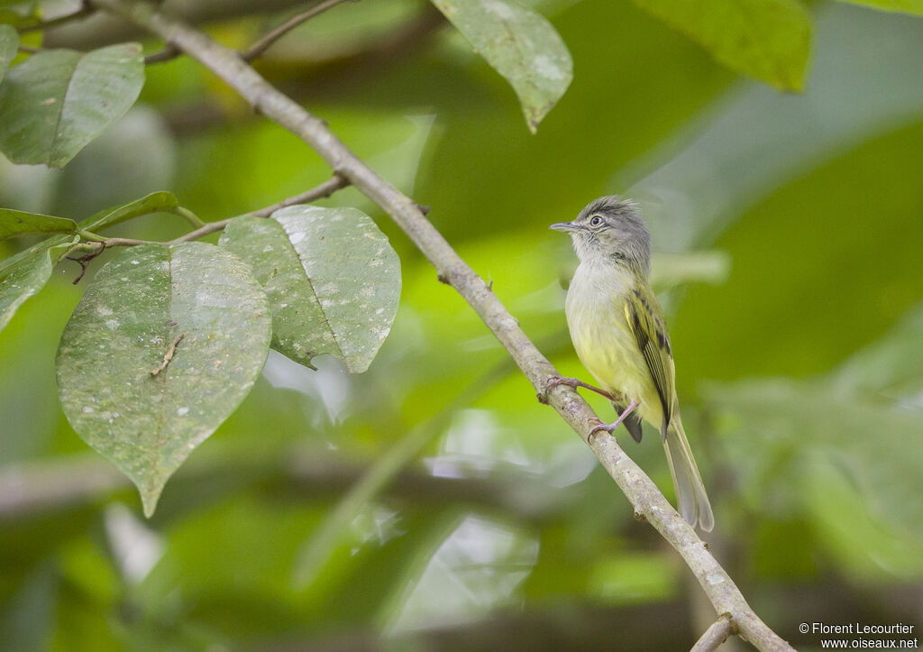 Platyrhynque jaune-olive