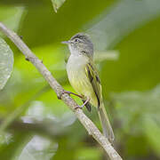 Yellow-olive Flatbill