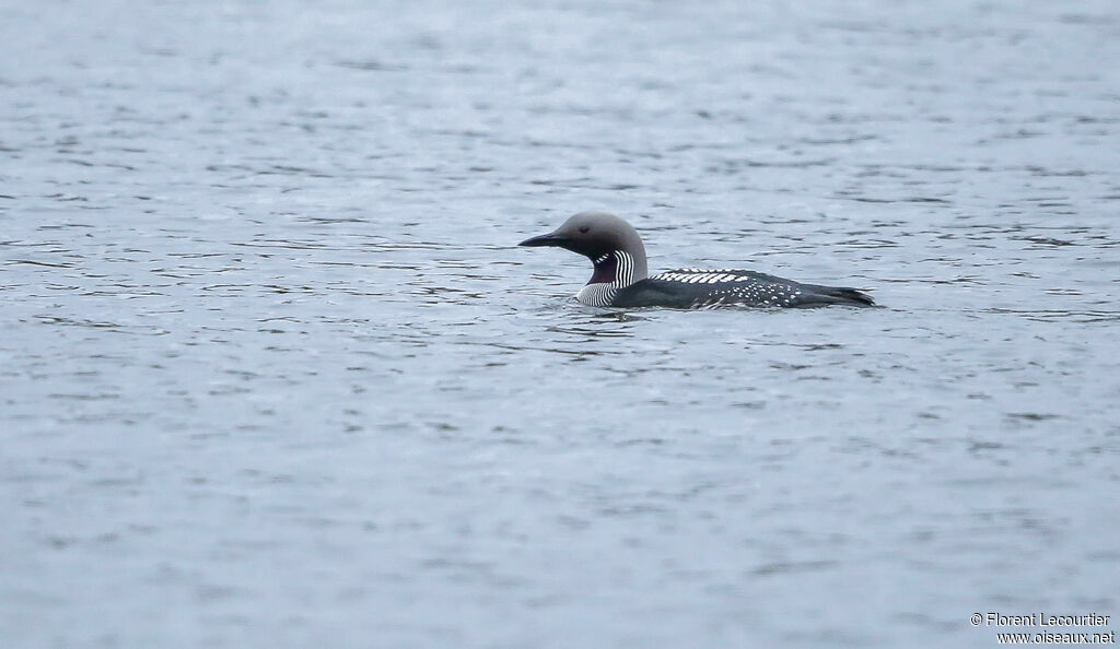 Black-throated Loonadult breeding