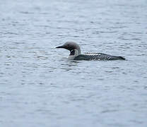 Black-throated Loon